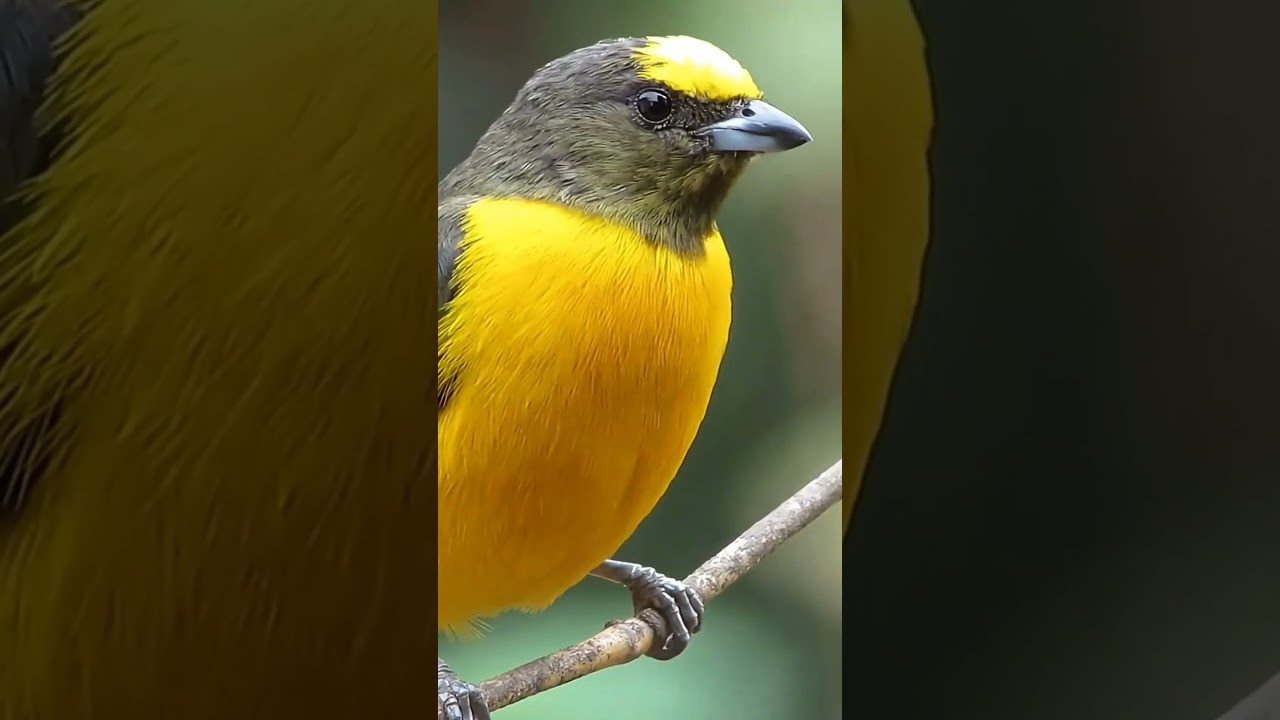 Top 5 aves coloridas. #avesdobrasil #aves #naturezasurpreendente #natureza #ornitologia  #passaros