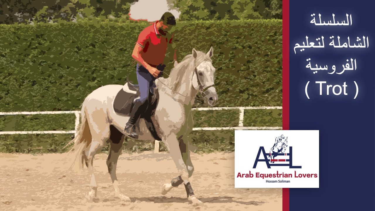 السلسلة الشاملة لتعليم الفروسية ( Trot )أعرف أكثر عن التروت - تعليم اساسيات ركوب الخيل
