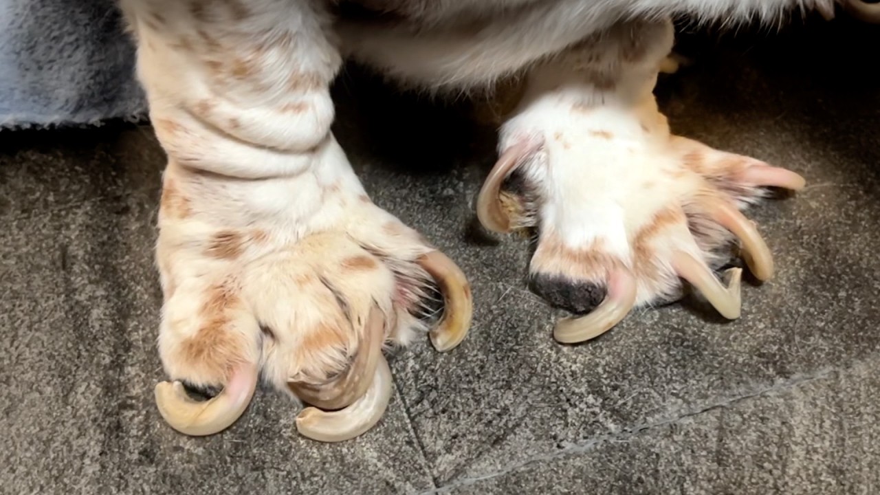 【監禁犬】3年間首輪で繋がれていた犬を保護しました。