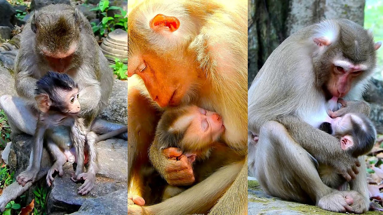 Cute Lauy requests Lucan drinking milk very delicious after Lucan get milk full.