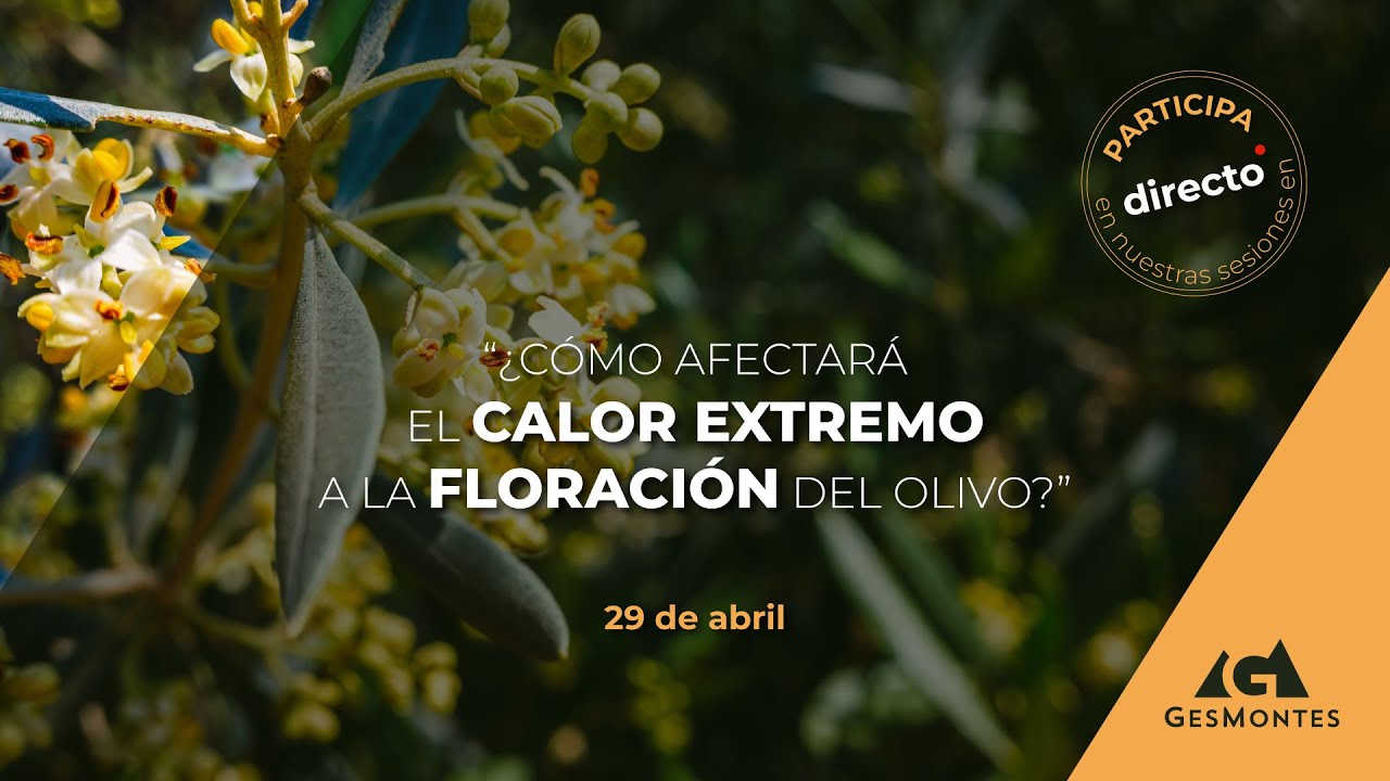 ¿CÓMO AFECTARÁ EL CALOR EXTREMO A LA FLORACIÓN DEL OLIVO?