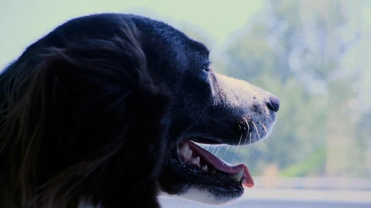 GRIVE - How Many Years [OFFICIAL VIDEO]