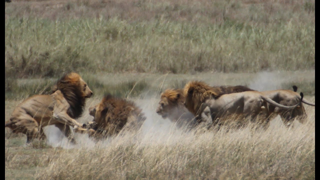 Fight of 4 lions vs 1 (part II of V)