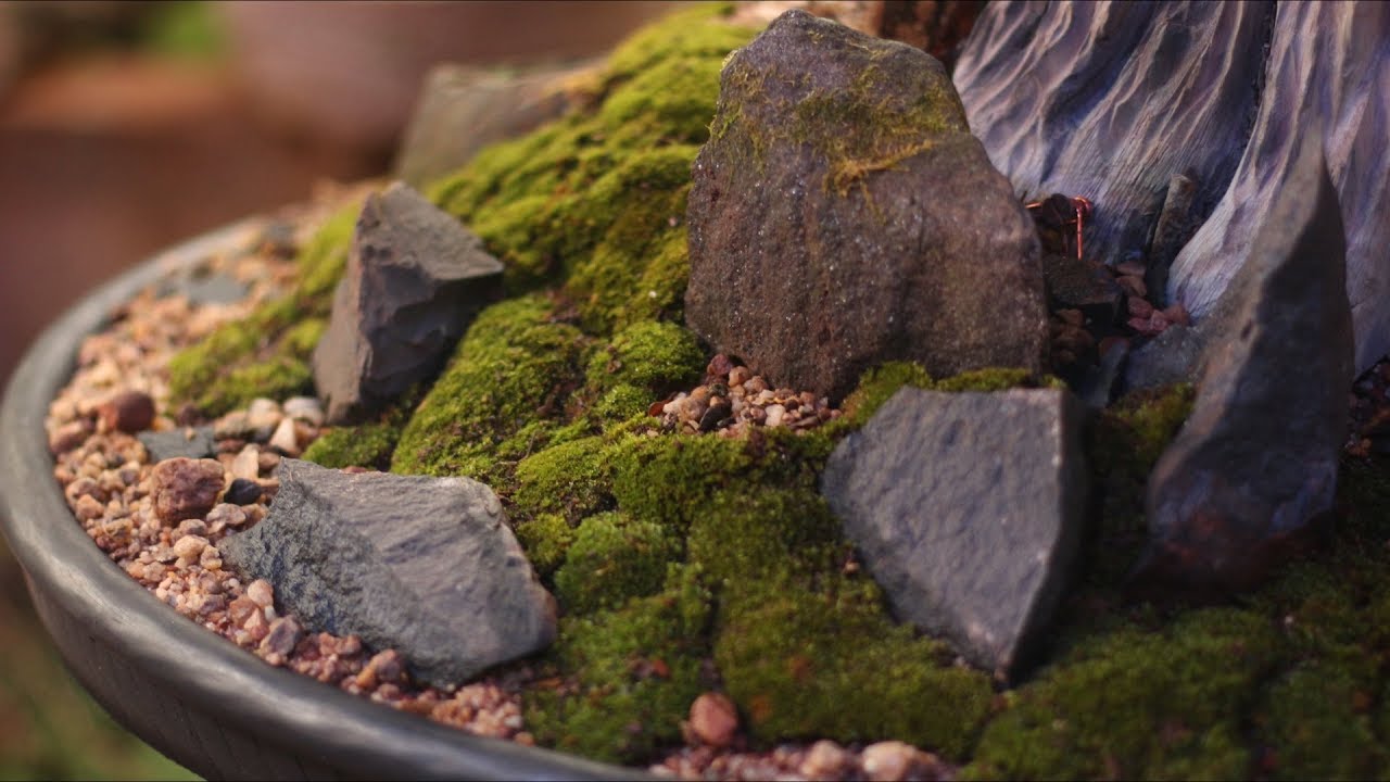 Stanley (Cipreste Hinoki) estilização e troca de vaso - vídeo 4