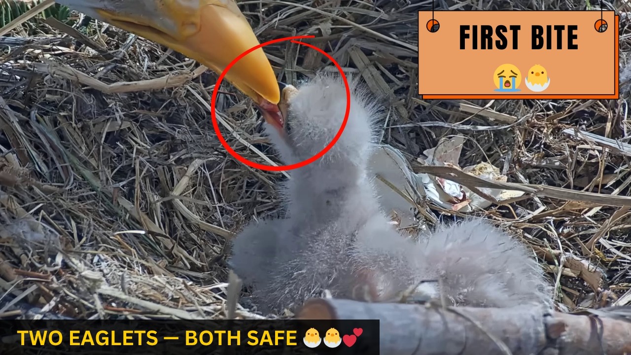 Chick 1's FIRST Successful Bite &mdash; Close-Up of Jackie Feeding Her Newborn Eaglet! 😭🐣💕