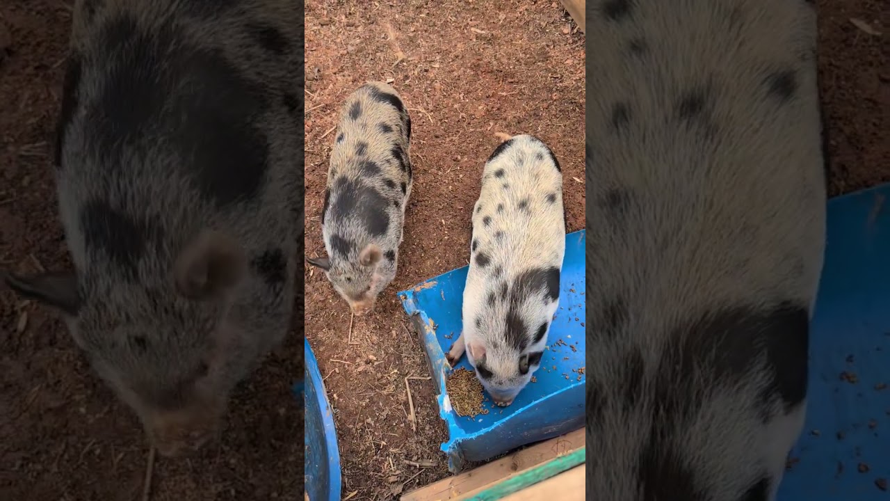 Pig feeding👍👍👍👍🐖🐖🐖#subscribe #comment #pitbull #puppy #like 