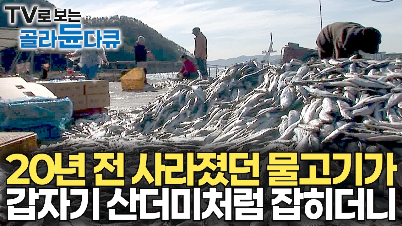 어느 날 갑자기 20년 전 사라진 물고기가 산더미처럼 잡히기 시작했고 대박인 줄 알았는데｜엄청난 물고기 떼에 속수무책｜수요 없어진 고급 어종의 운명｜극한직업｜#골라듄다큐