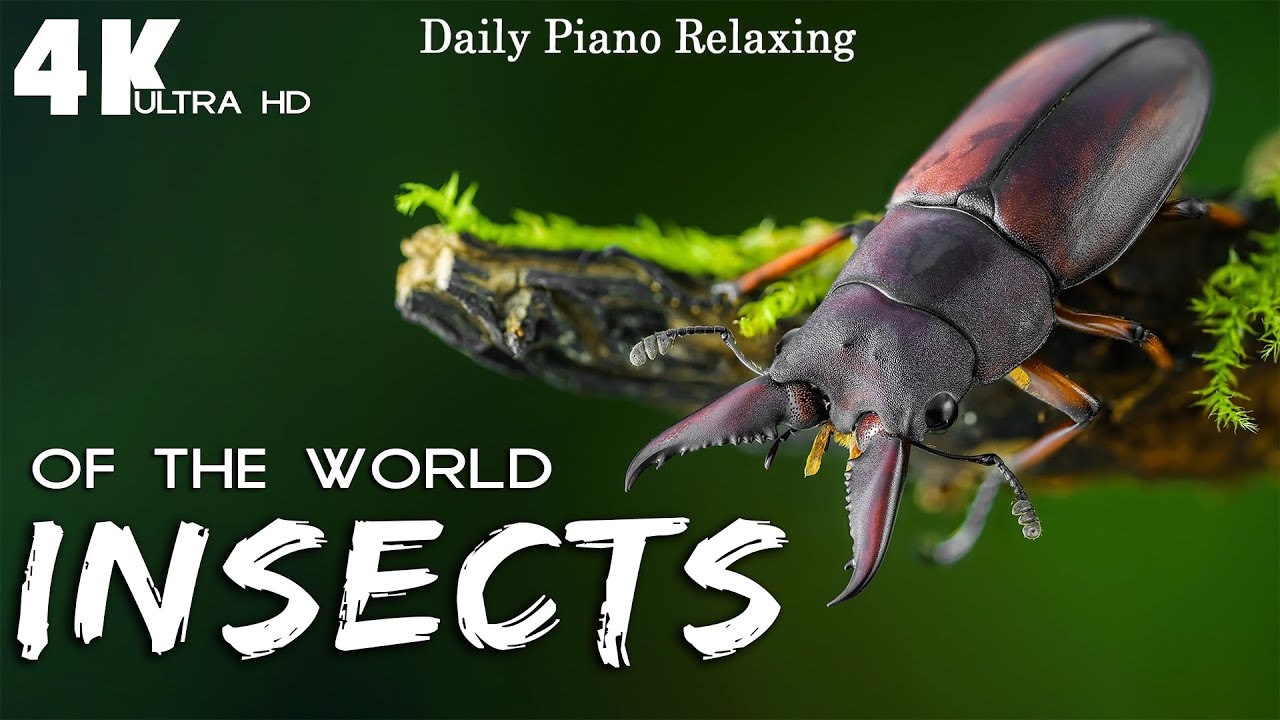 Amazing Insects World - 4K Relaxation Video with Beautiful Nature Videos & Calming Music