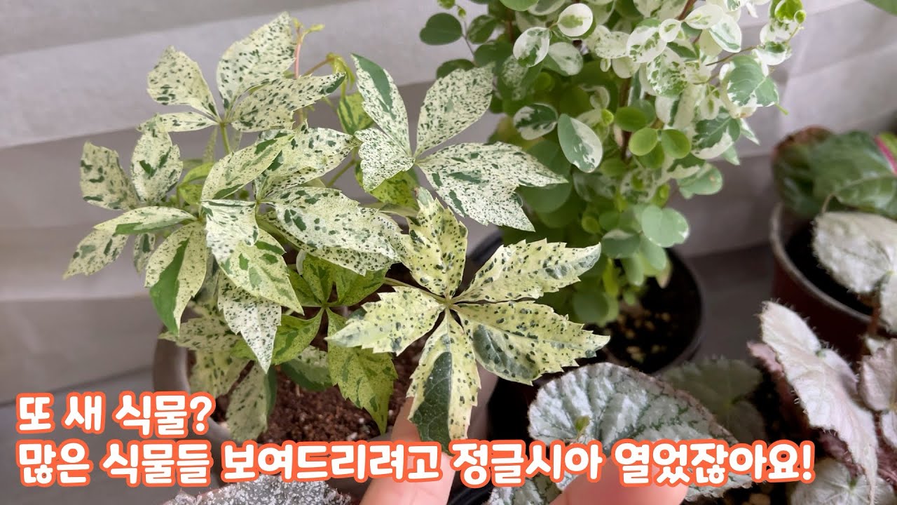 [식물근황] 요즘 예쁜 식물들과 새 식물! 정글시아 신상 베고니아들, 무늬고려담쟁이, 퓨전화이트, 제라늄 등