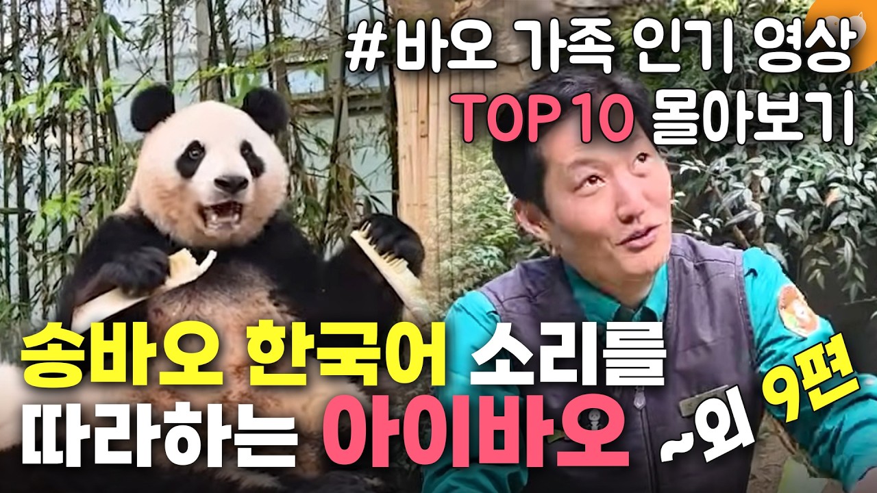 [개감동이양 바오가족 인기 영상 TOP 10 몰아보기] 송바오를 따라한다? 한국어 알아듣는 걸 넘어 말 트일 기세인 천재판다 아이바오 외 9편