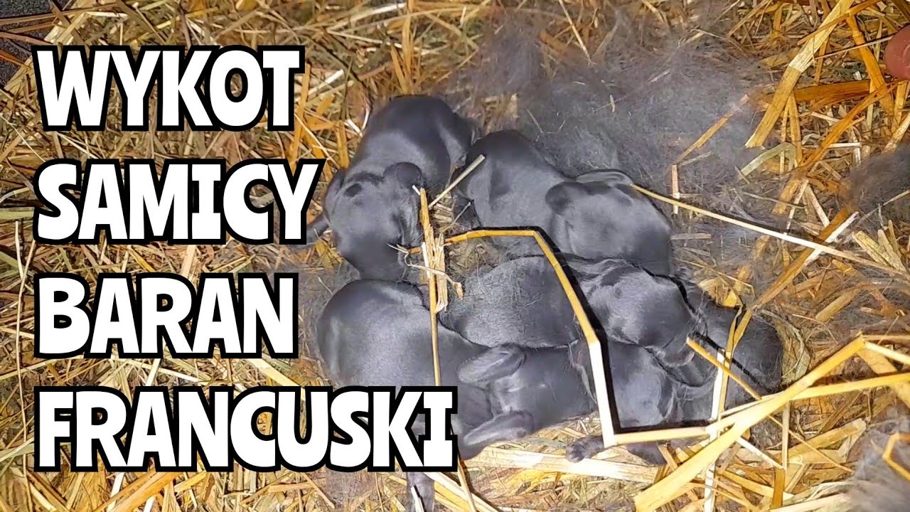 WYKOT SAMICY BARAN FRANCUSKI *królik z jednym uchem*