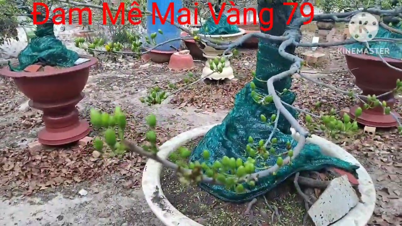 Xem nụ mai SBBL ngày 25 tháng chạp