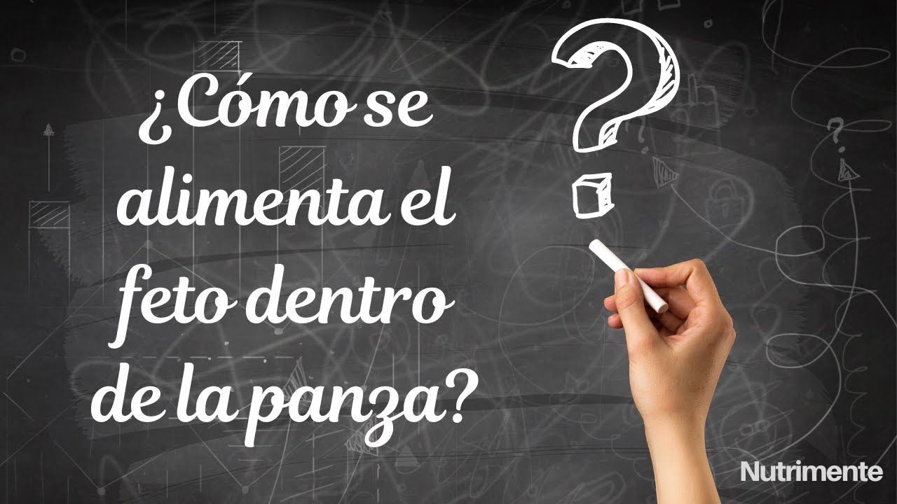¿Cómo se ALIMENTA el feto dentro del útero?