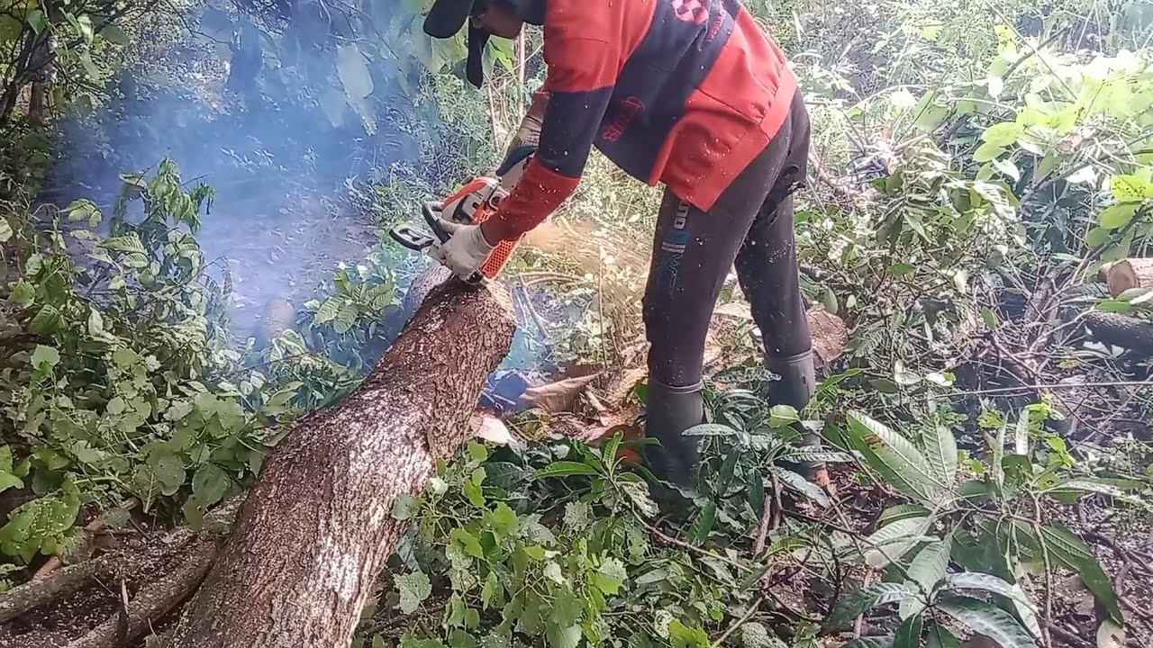 Tebang dan cacah kayu mentoro, yang tidak terpakai #viralvideo #semuaorang #fypyoutube 