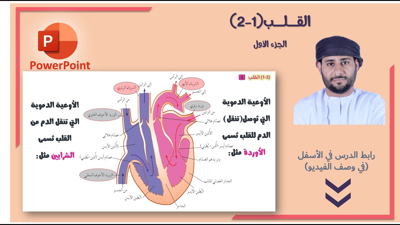#أحياء القلب ( الجزء الأول)