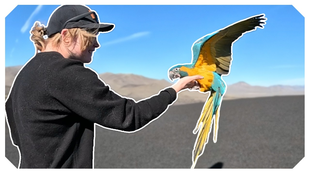 The Youngest To Do THIS With a Bird!