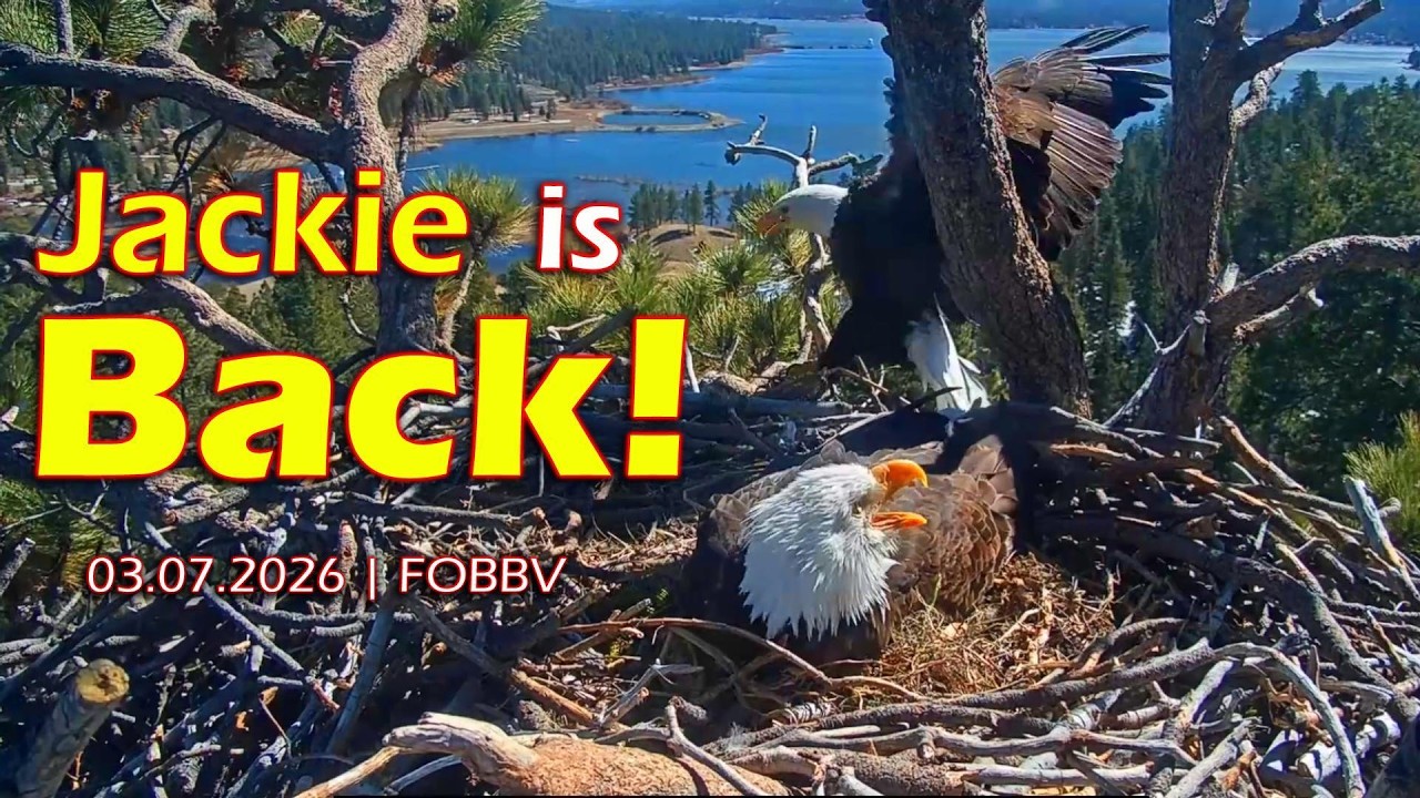 JACKIE IS BACK! @FOBBVCAM