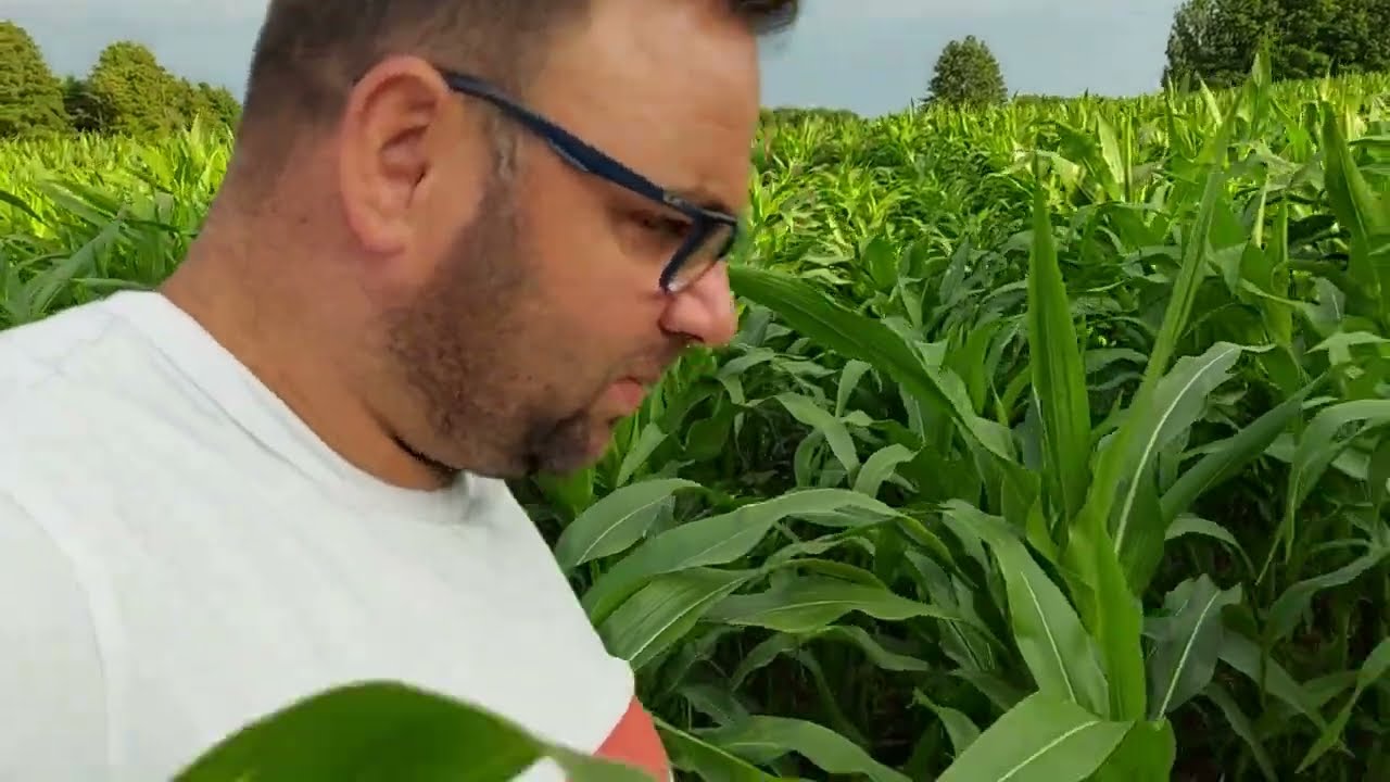Słaba Kukurydza 23 07 2023