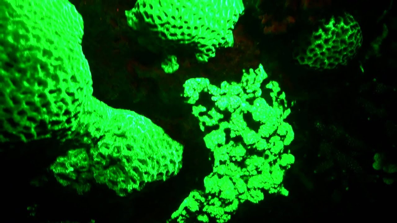 Coral Fluorescence Night Dive in Indonesia