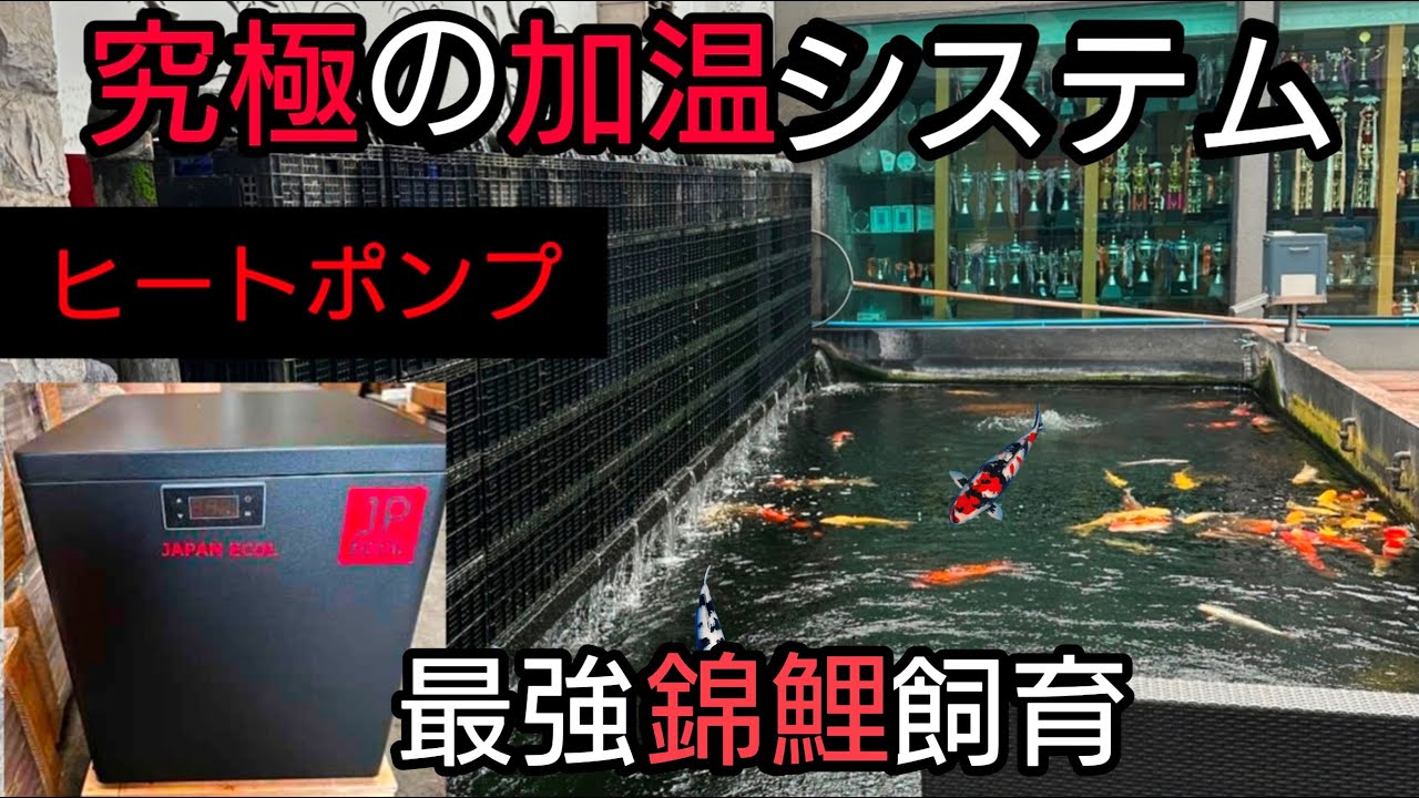 【水温が命の錦鯉飼育】究極の加温システム！！　#koi　#錦鯉　#nisikigoi　#ปลาคราฟ　#アクアリウム　#ヒートポンプ