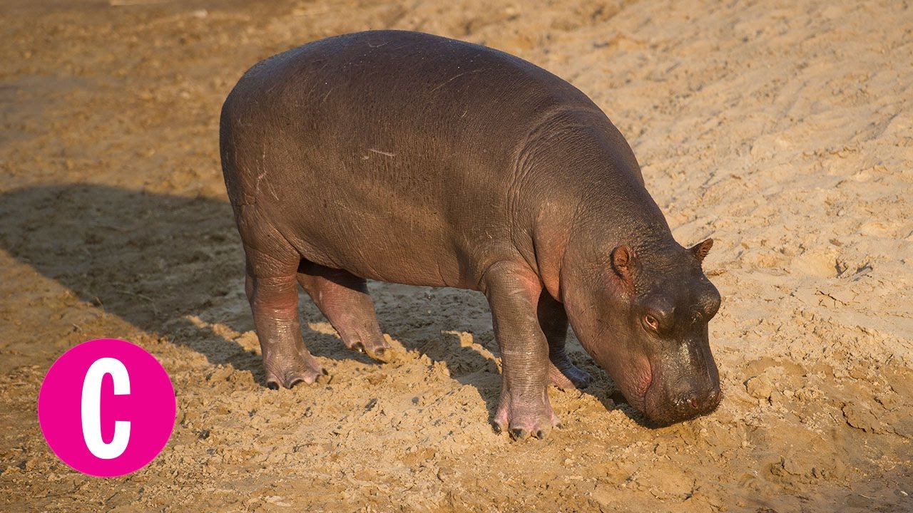 Watch Fiona the Baby Hippo Take Her First Steps and Squeal Forever | Cosmopolitan