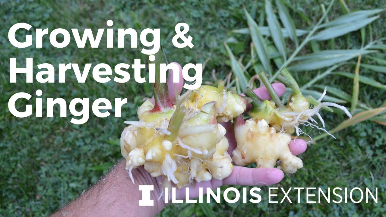 Growing and Harvesting Ginger in Illinois