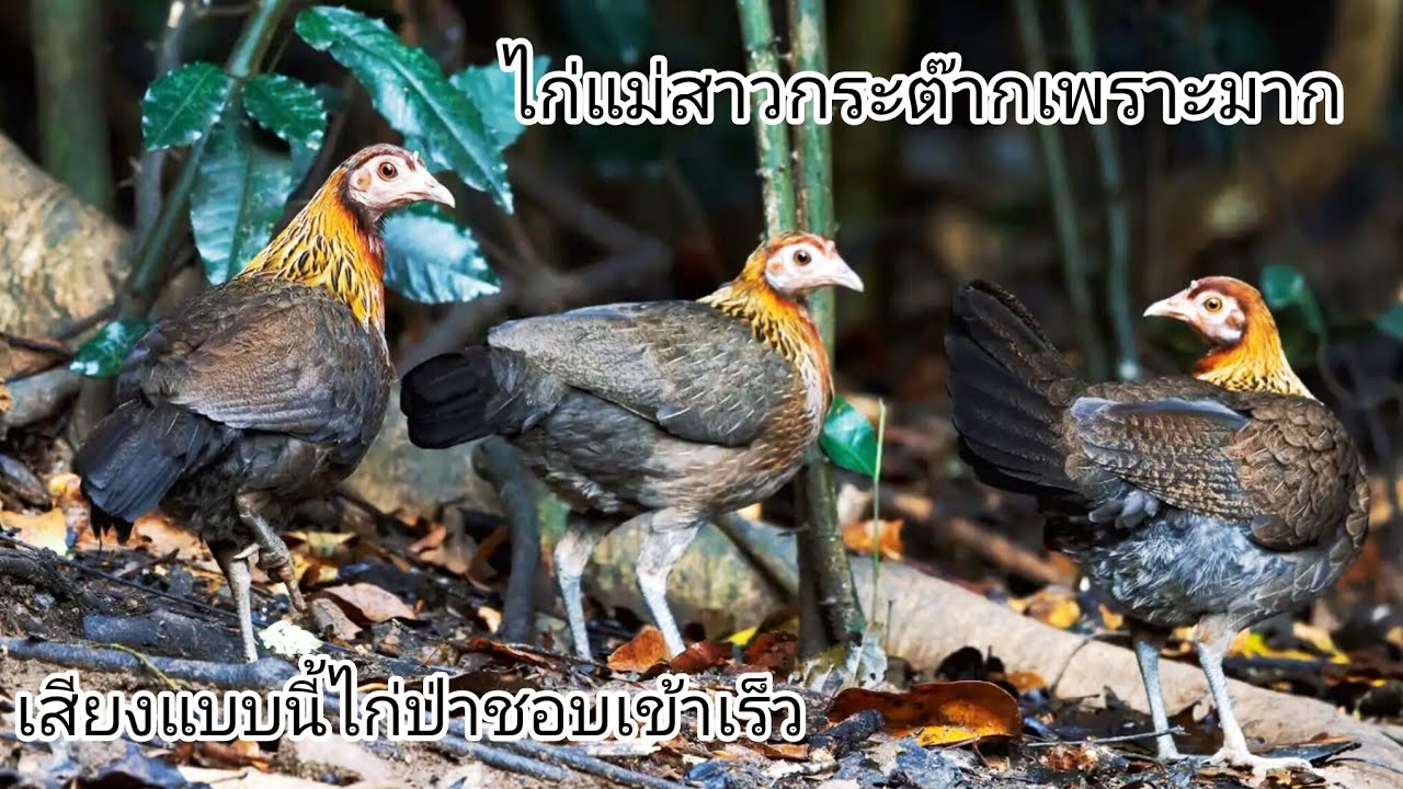 เสียงไก่แม่สาวกระต๊ากเพราะมาก suab poj qaib seev 