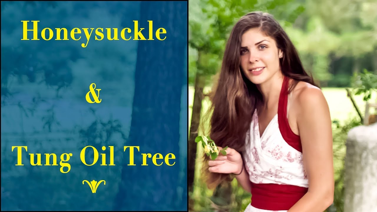 Foraging Honeysuckle and Tung Oil Tree