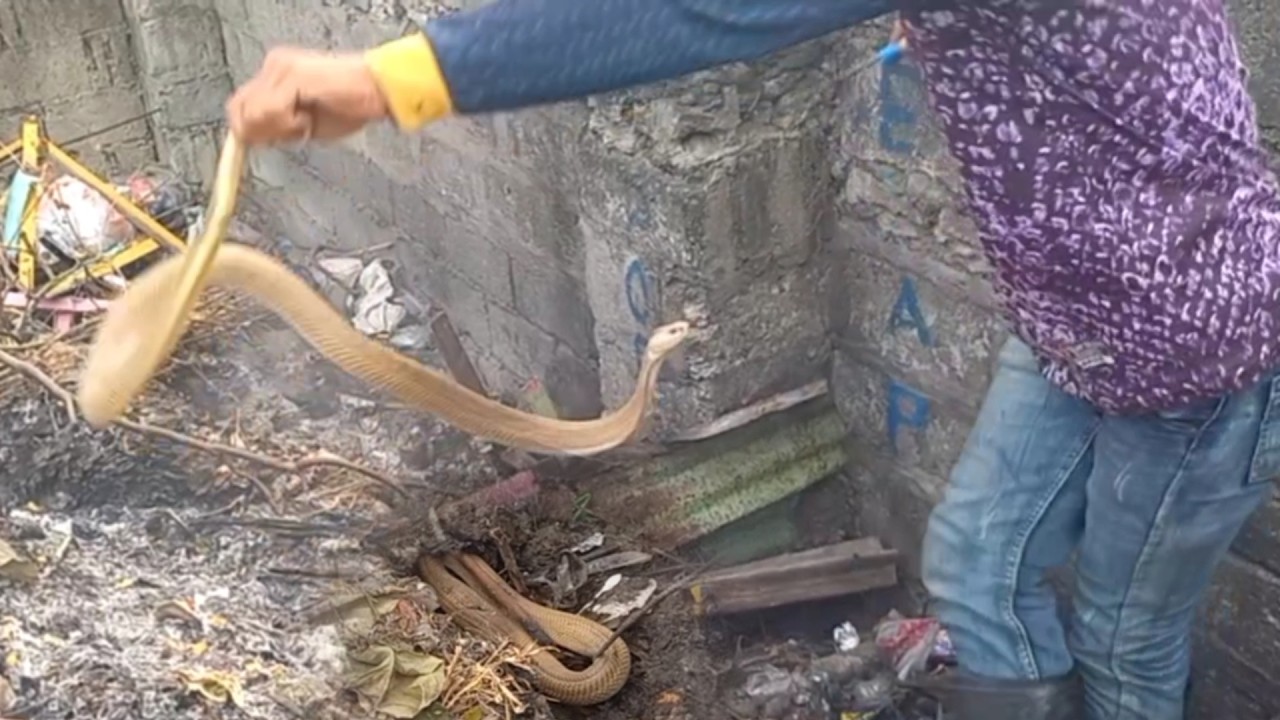 MAG ASAWANG COBRA PINASOK ANG ISKWELAHAN | JTG Kamandag