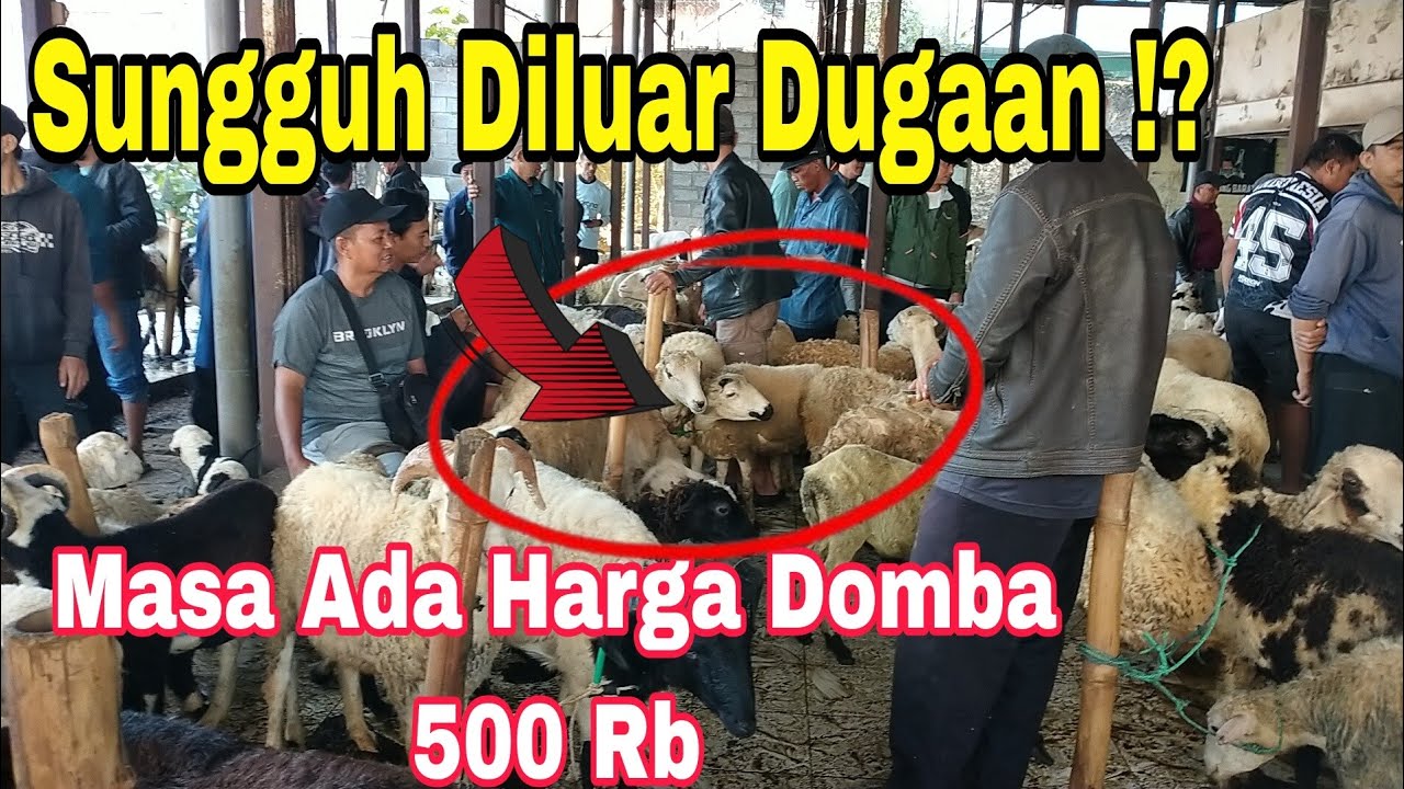 Sungguh Diluar Dugaan Masa Ada Harga 500 Rb Domba di Pasar Domba Padalarang KBB? #domba 082219370379