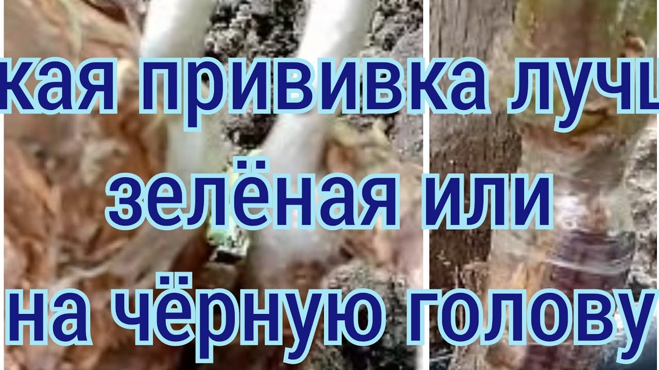 Прививка винограда. Прививка на чёрную голову или зелёная, у какой лучше срастание тканей.