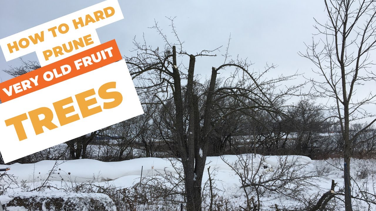 HARD PRUNING VERY OLD FRUIT TREES / DO&rsquo;S and DONT&rsquo;S