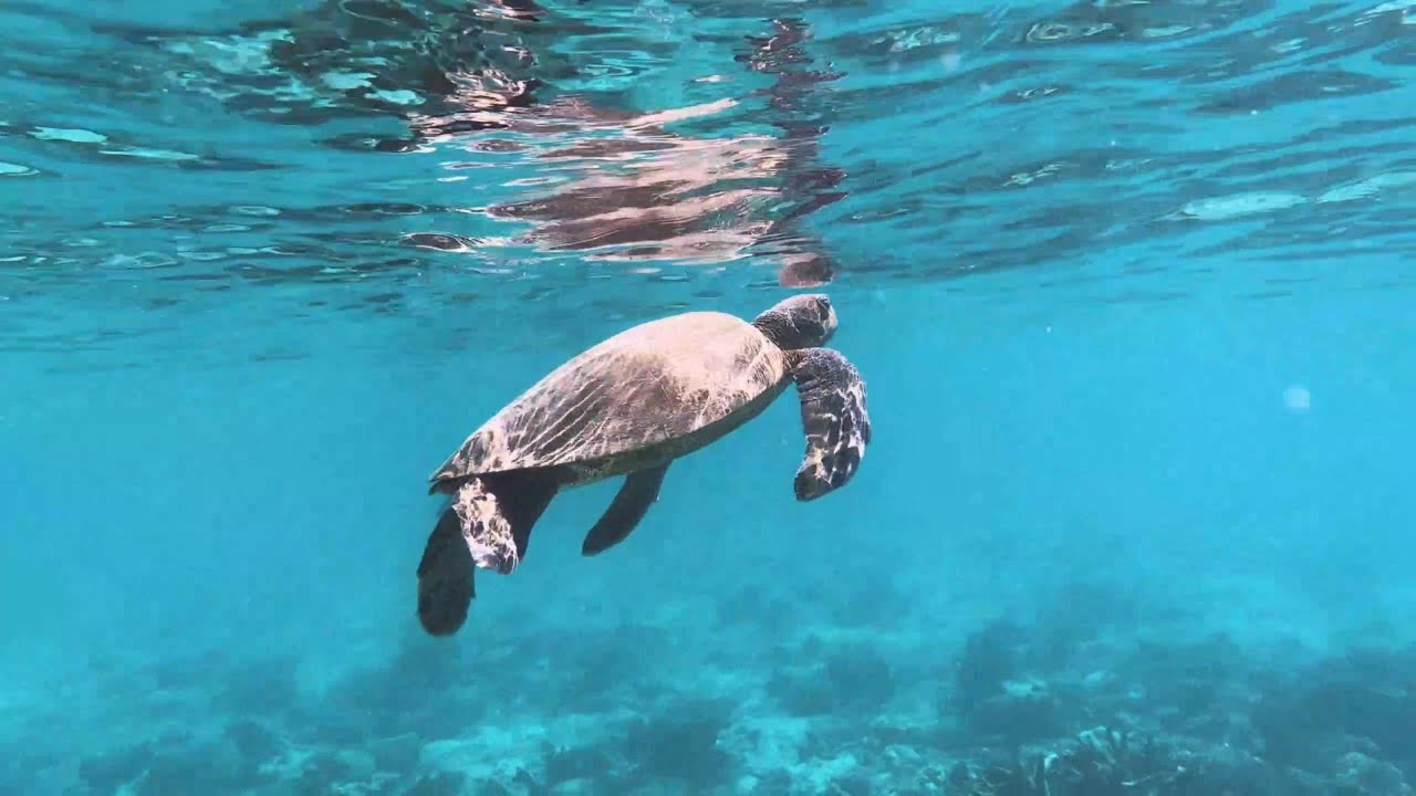 Aquatic Rhythms: The Sonic Depths of the Sea| Peaceful Sounds of Underwater with beautiful Ambience.