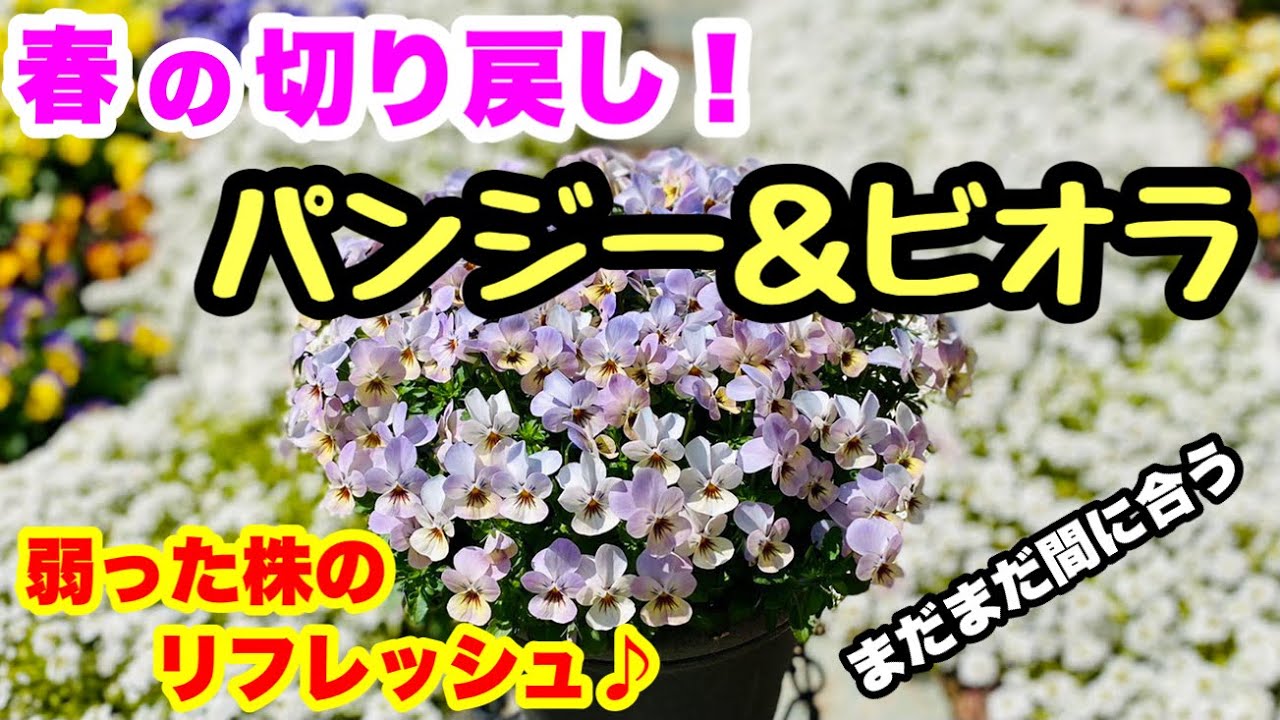 切り戻しでリフレッシュ❗️『パンジー＆ビオラ』徒長した株を整える🌱