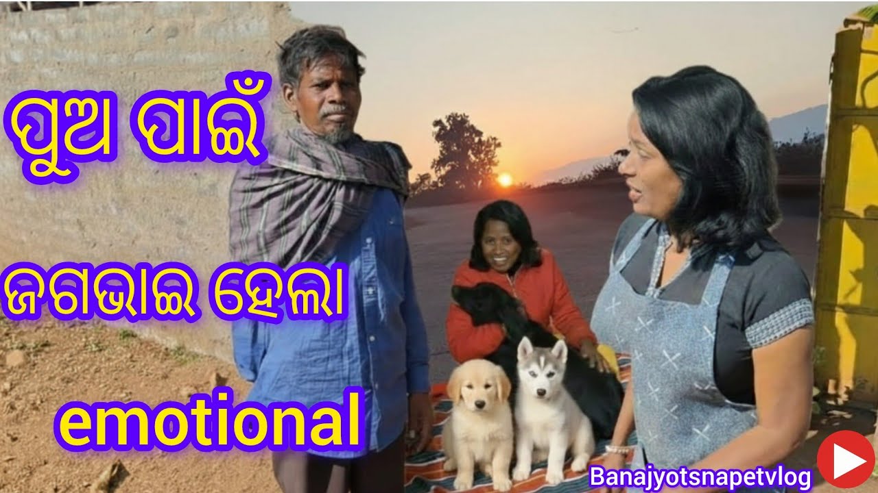  ନନ୍ଦୀ ର ଅବସ୍ଥା ସୁଧୁରିବ କି //Husky puppy in Odisha 