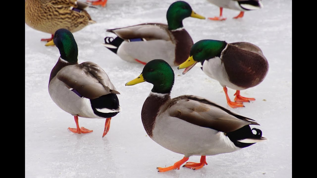 Migrating Canada Goose and Feeding Mallard Ducks at Professor's Lake in Brampton, Ontario, Canada 🦆🪿