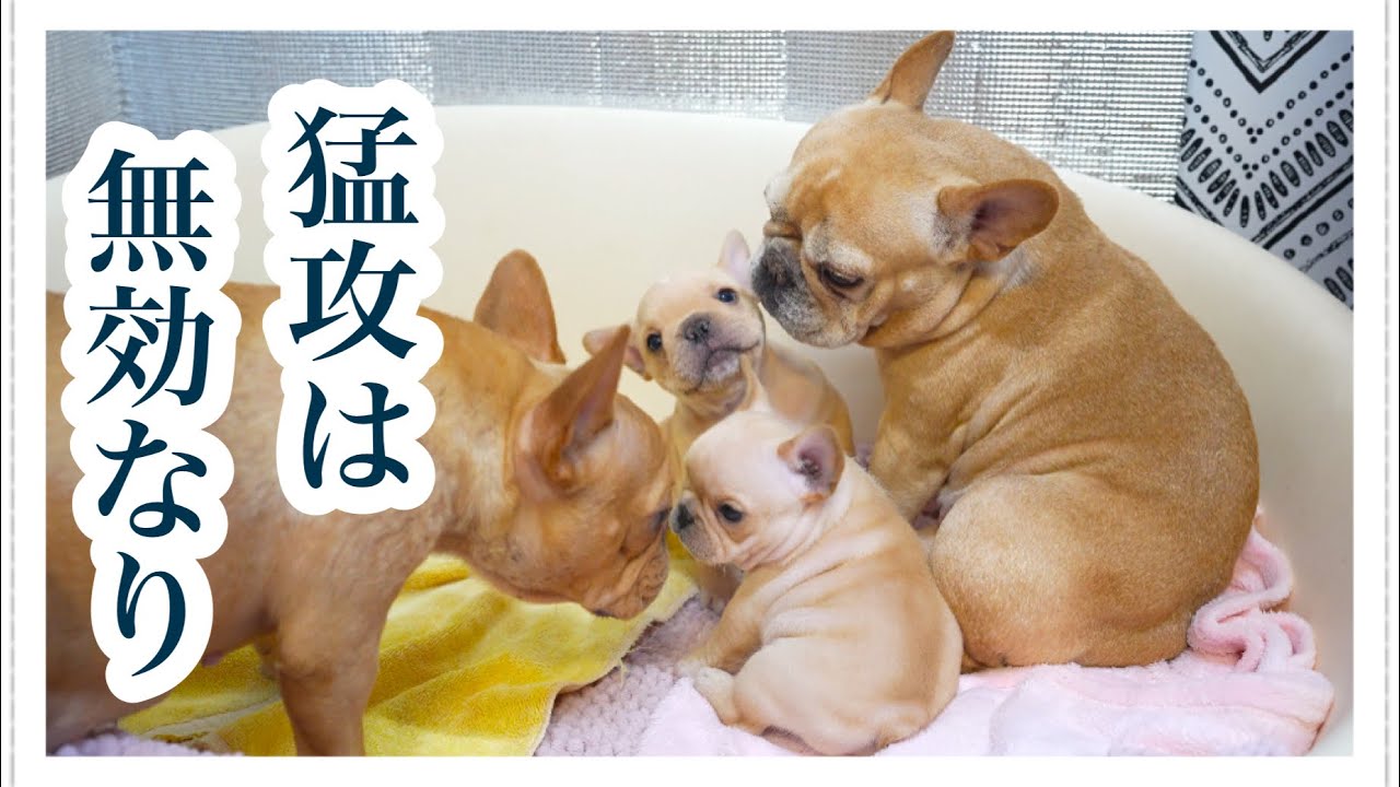 これが人生経験の差…子犬の猛攻を受け流すおばあちゃん【フレブルの子犬】