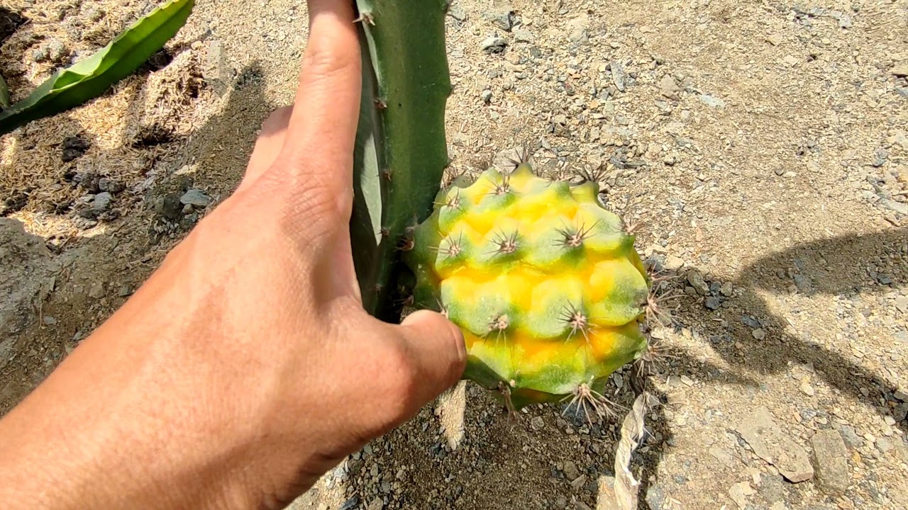 🏜️👉 Diferencia entre pitahaya amarila Palora y amarilla Colombia 🐉