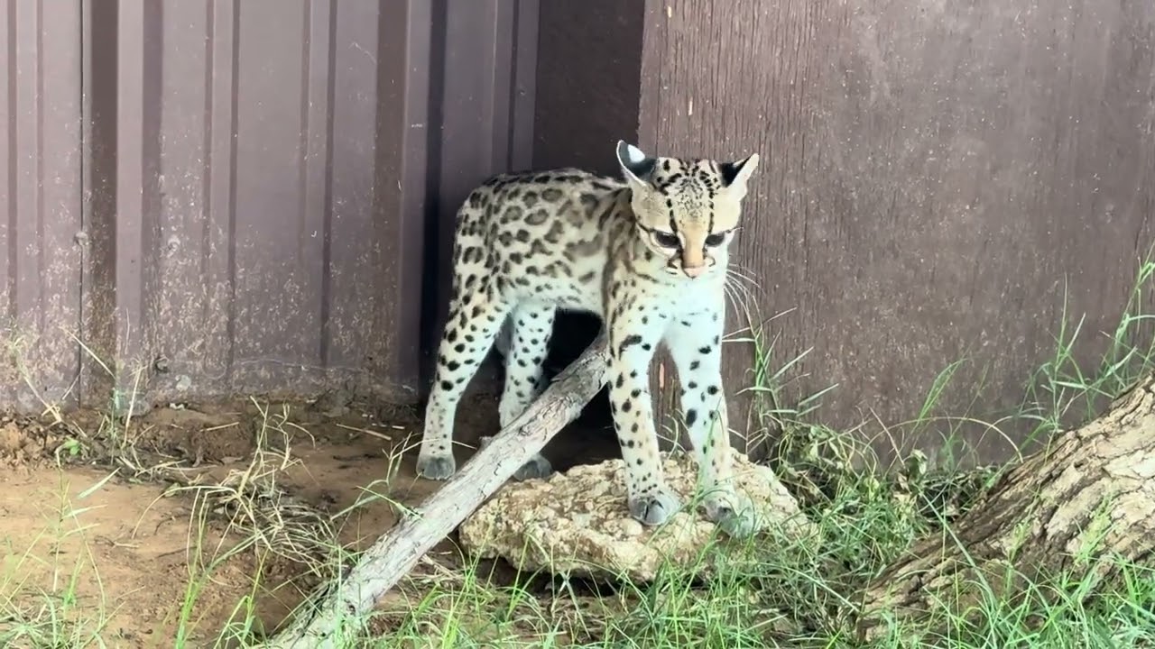 Snuffle Shuffle Ep. 3 | Meet the Animals & Get the Latest Updates from CARE | 9/21/25