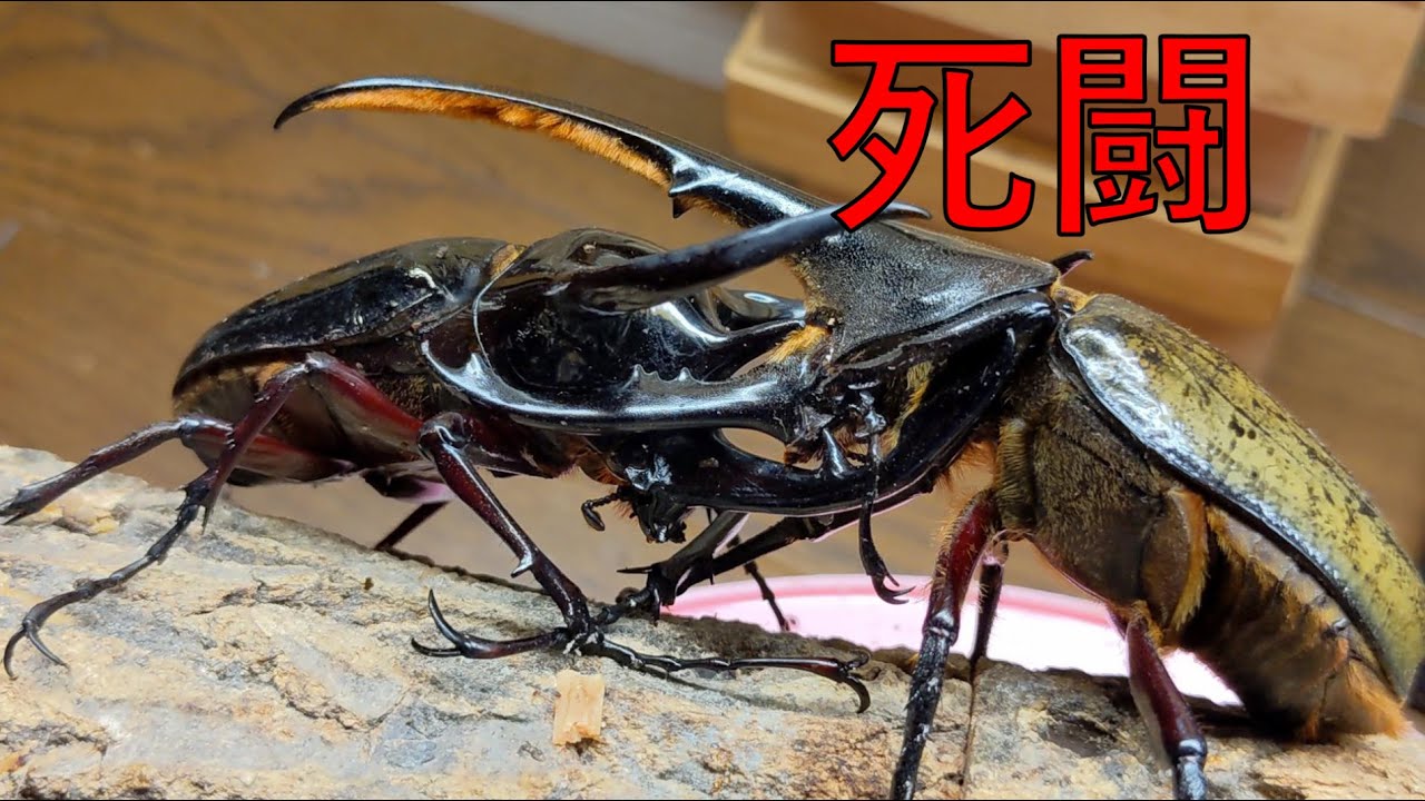 ヘラクレスヘラクレスvsコーカサスオオカブトの戦いが激しかった！