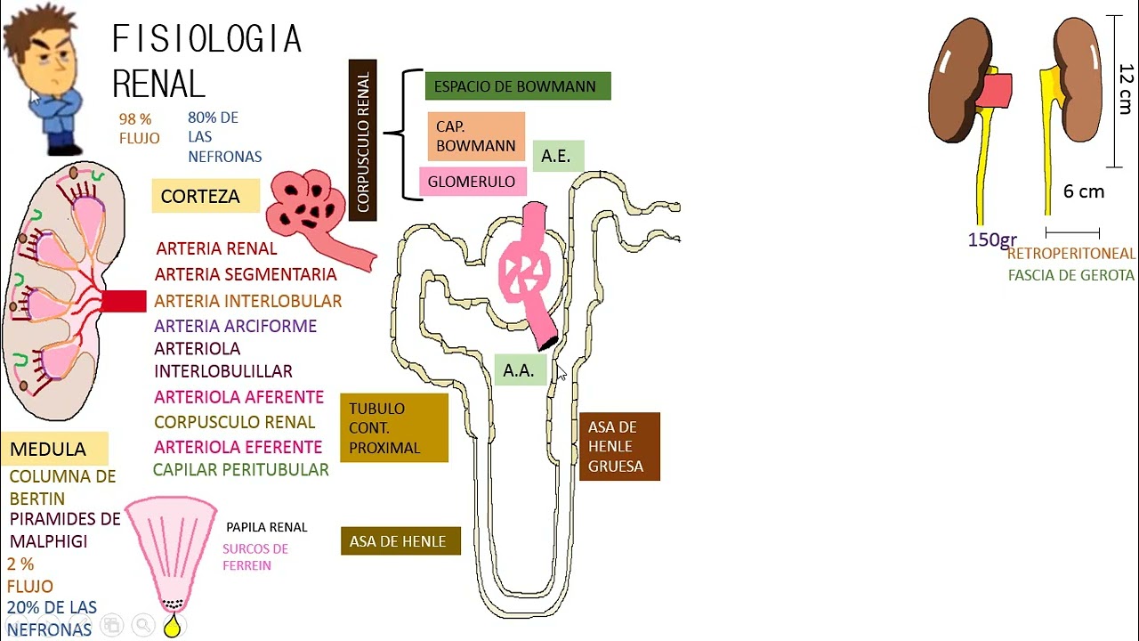 Fisiología clase 19: RENAL contexto