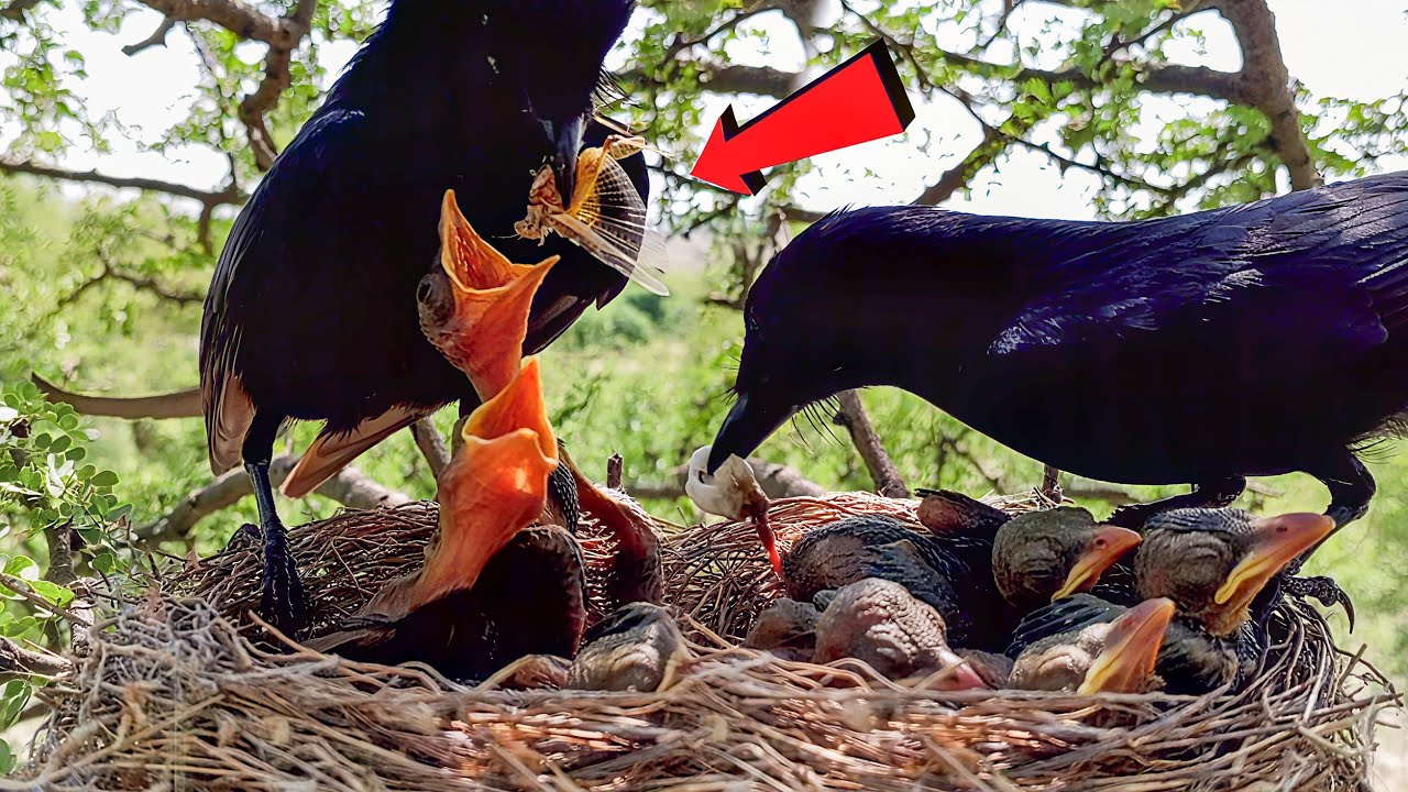 Black drongo bird is taking care of its babies