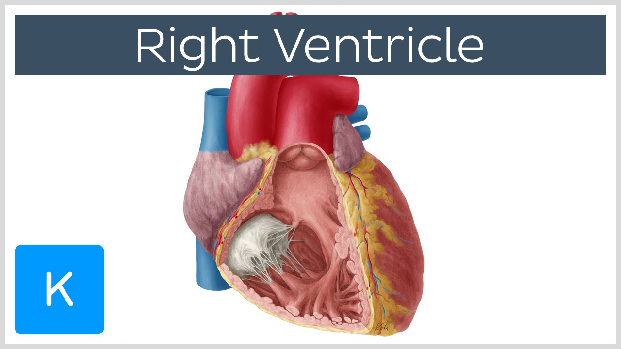 Right Ventricle - Function, Definition and Anatomy - Human Anatomy | Kenhub