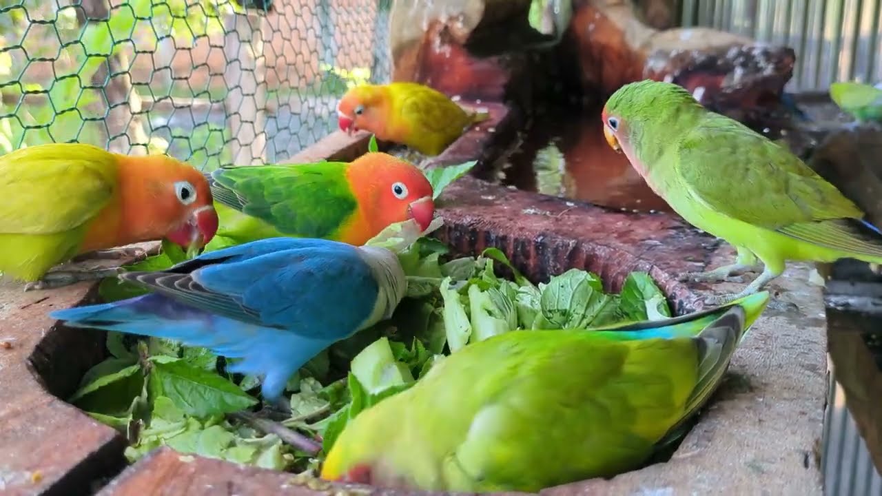 Lovebird Colorful 💚❤️#lovebirds #sunconure #parrotlover #birds #cutelovebird