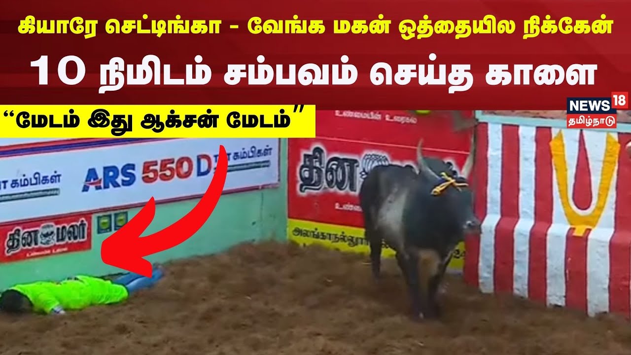 கியாரே செட்டிங்கா - வேங்க மகன் ஒத்தையில நிக்கேன் - தில்லிருந்தா வாங்களே | Alanganallur Jallikattu