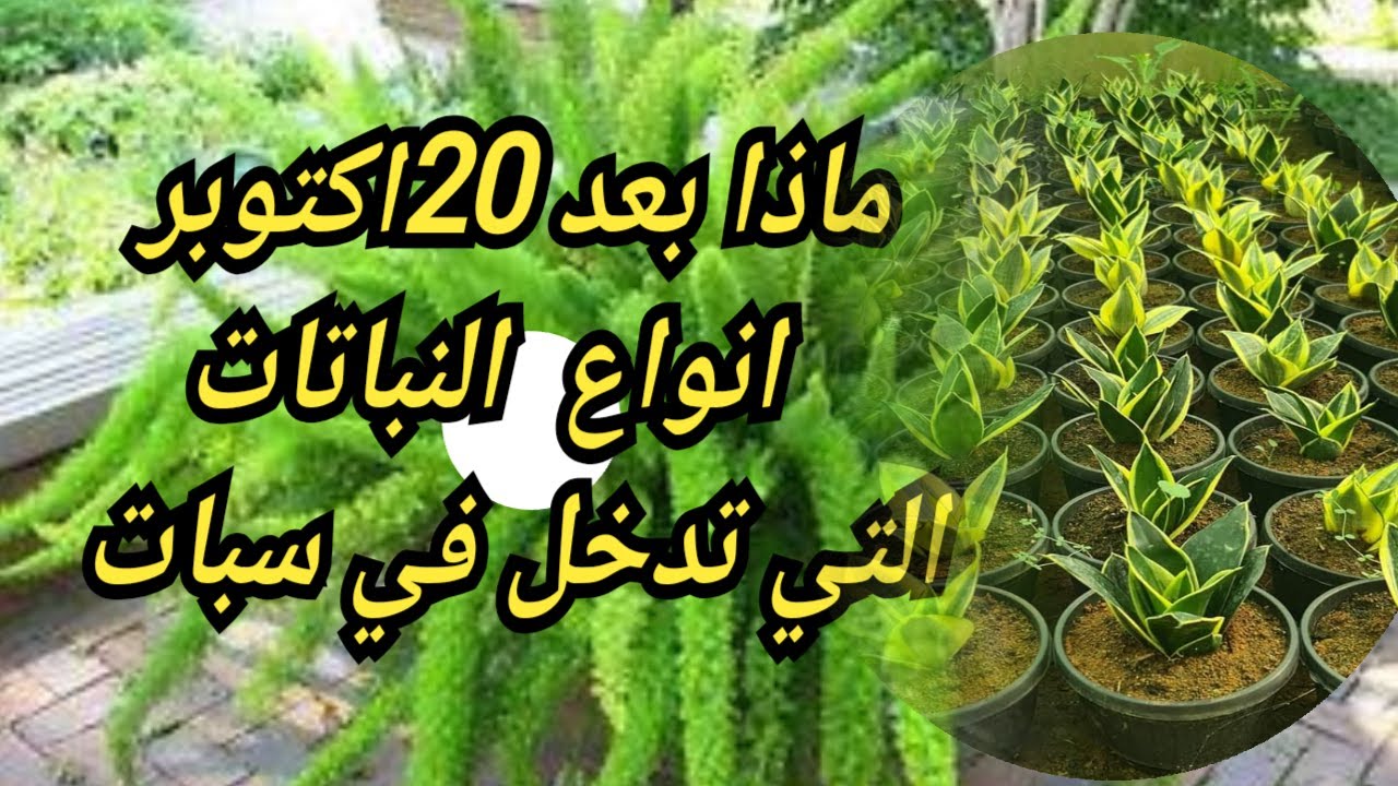 🌼 بعد ما تدخل  النباتات  في سبات. طريقة  حفاظ عليها حتى نتجنب التعف او موت نبات في هذي المرحلة