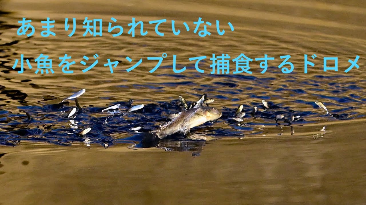 底生生物のドロメが水上をジャンプして小魚を捕食するあまり知られていない行動のスローモーション　＃ドロメ　＃ハゼ　＃底生生物　＃ジャンプ　＃スクープ ＃scoop  #nature  #fish