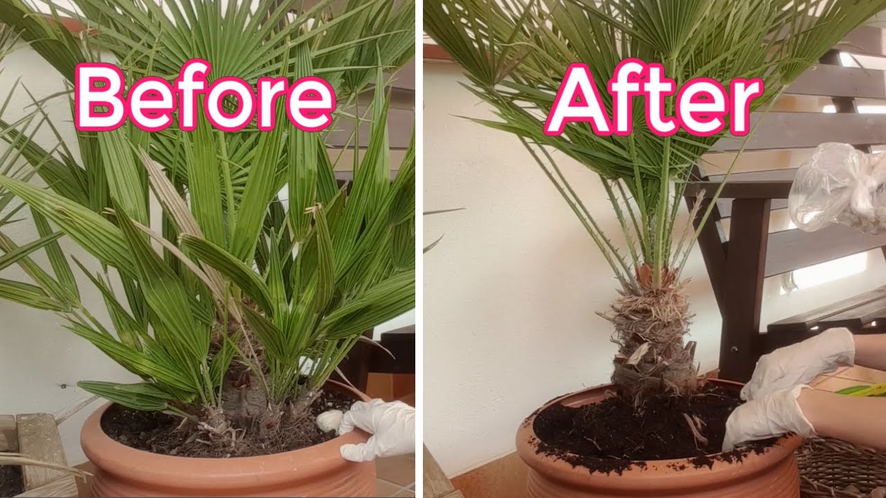 How to Separate the Suckers of a Multitrunk Chamaerops Humilis Palm