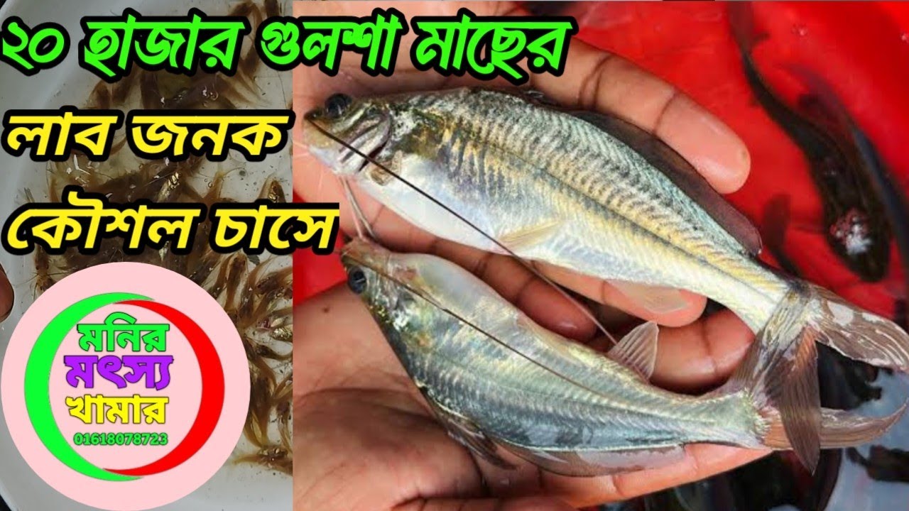 ২০ হাজার গুলশা মাছের হিসব সঠিক পোনা চাস। Golsha mac cas poddote golsha mac.01618078723.imo.what's.
