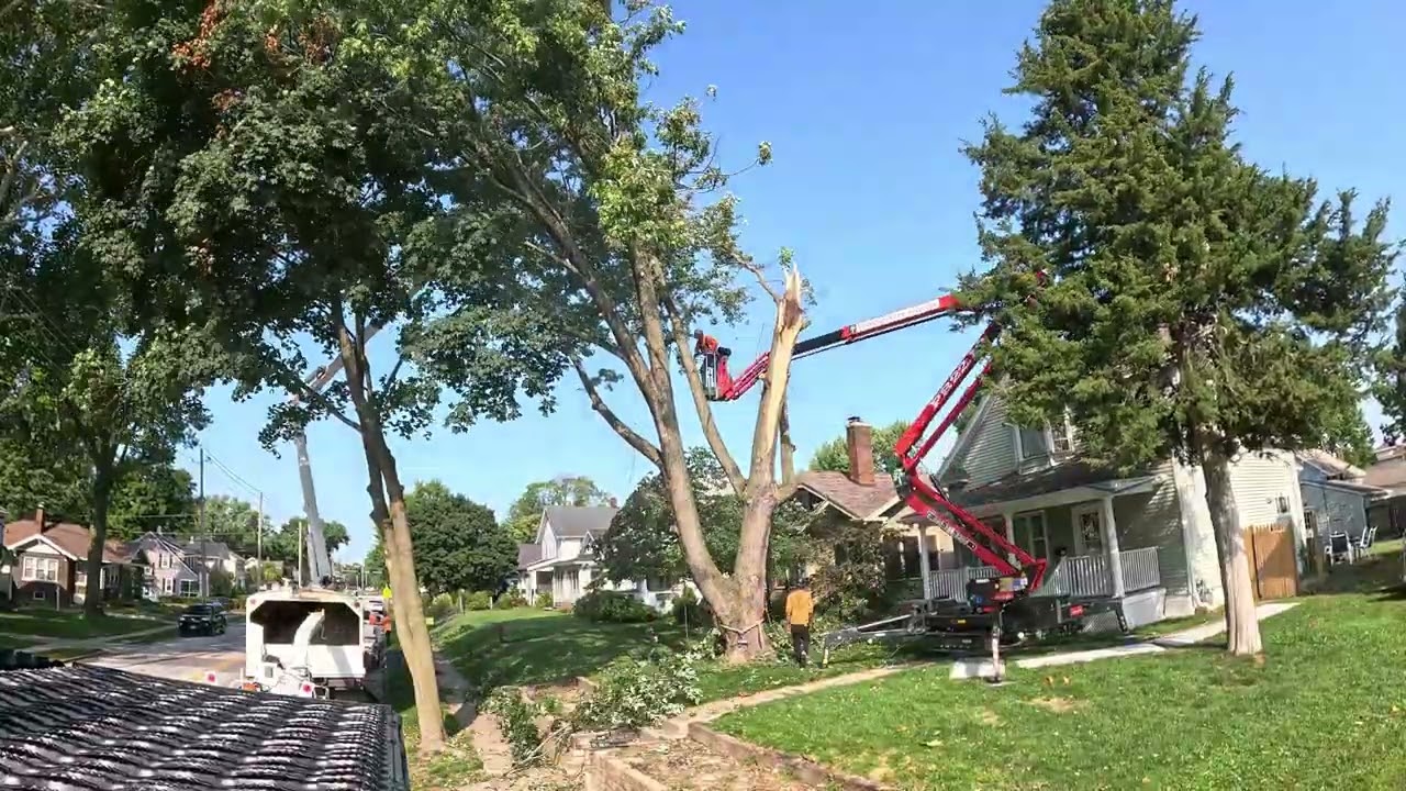 TreeLapse #2 [Job Highlight]